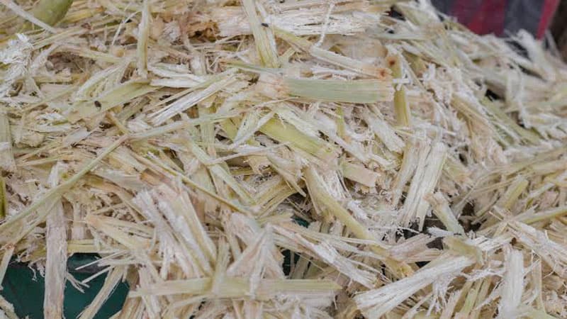 bagasse bagasse
